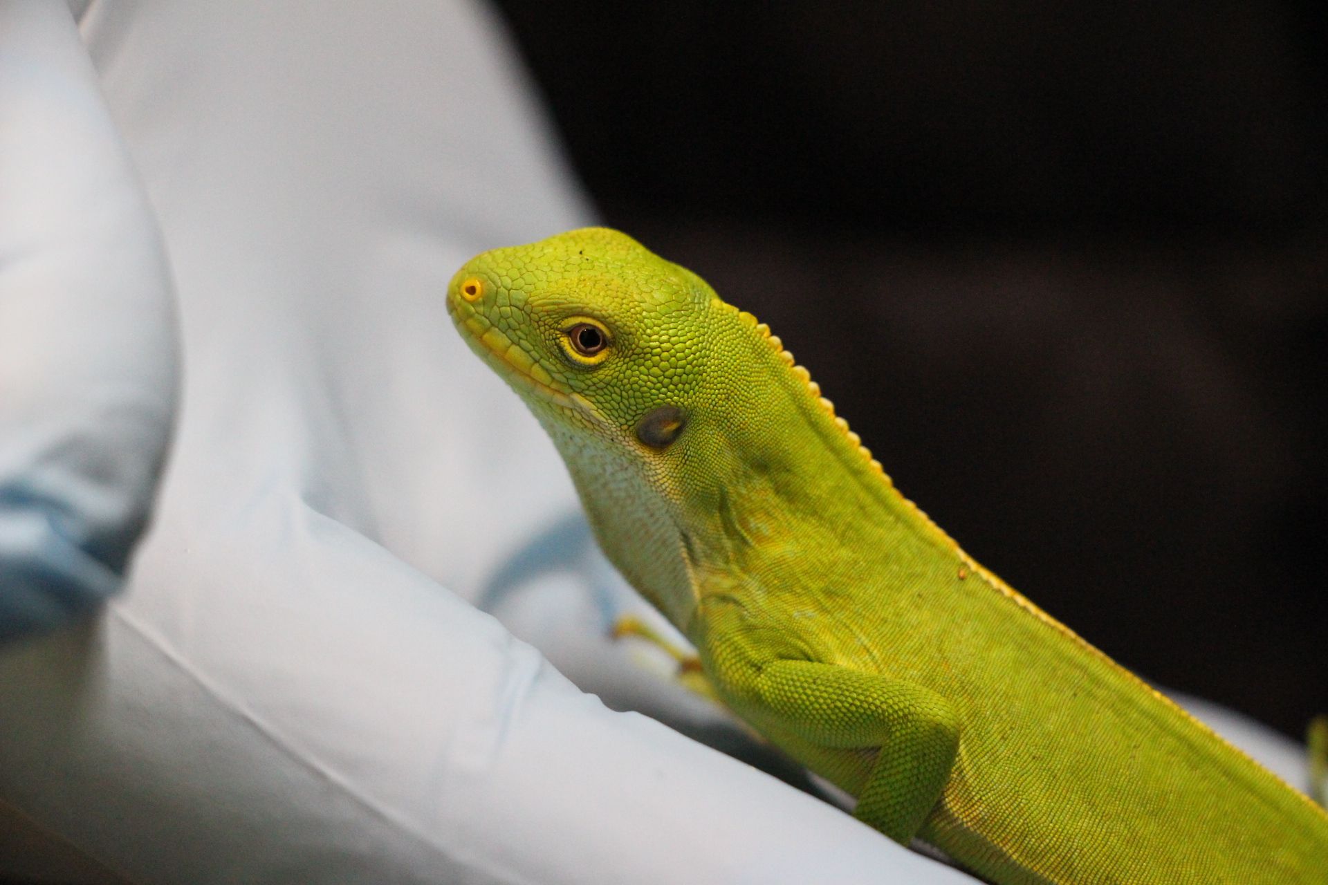 NEW ARRIVAL: A Fiji bonded iguana