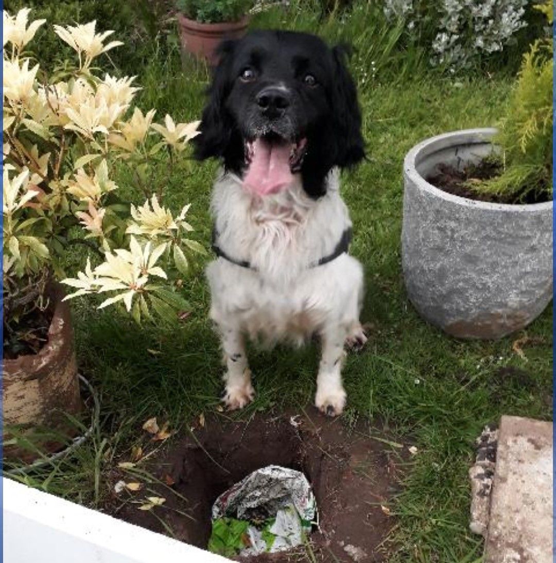 Police dog Jonno was involved in the search