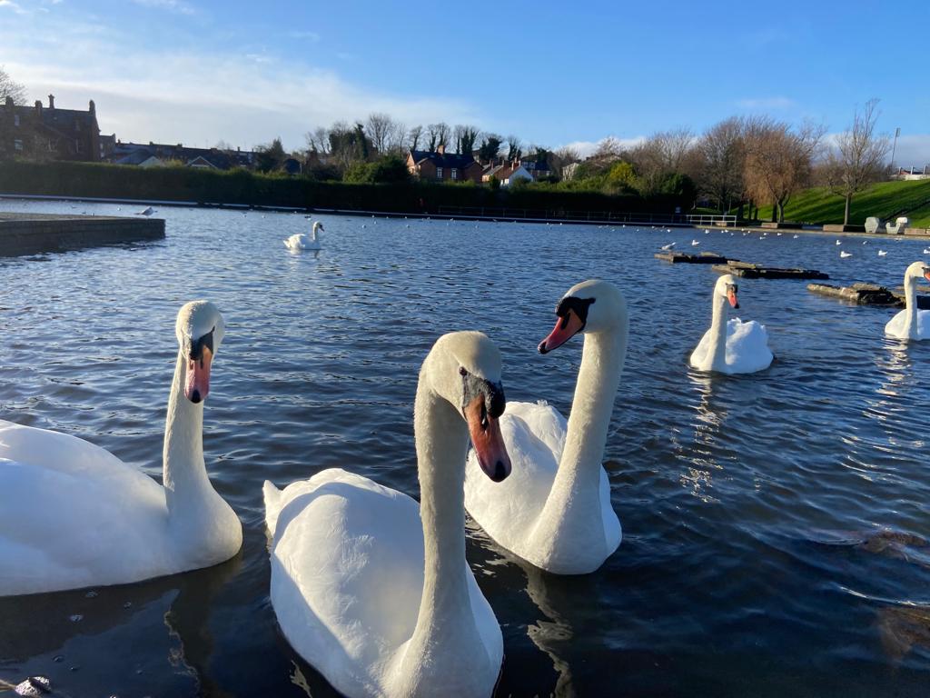 Swans in the Waterworks on Friday morning