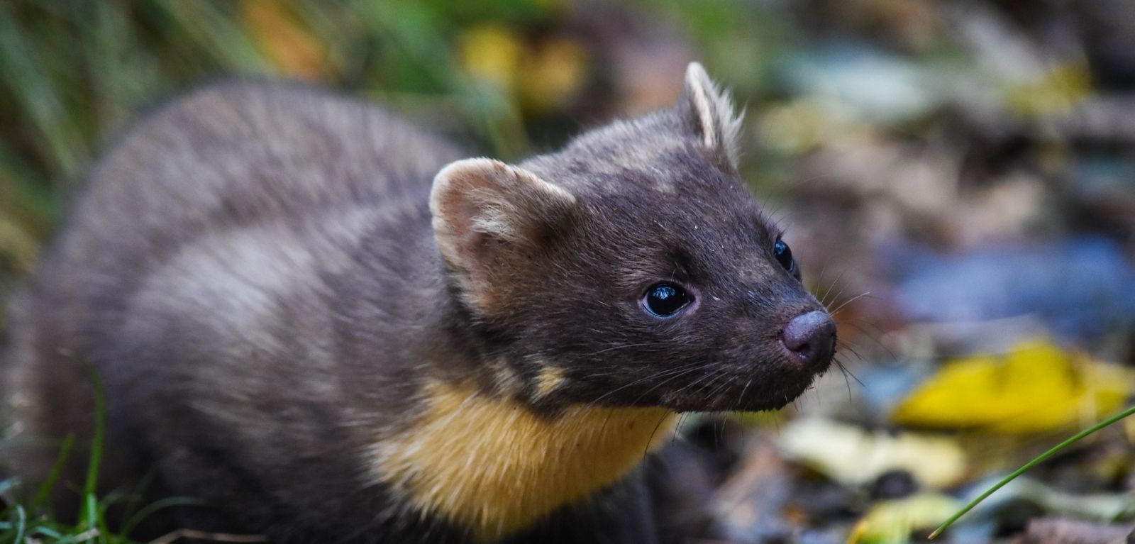 STRATEGY: Pine Martens are key to the survival of the red squirrel in native woods