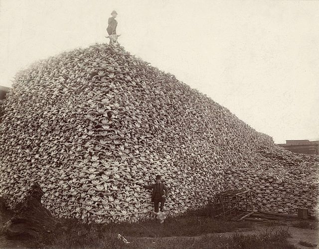 DEVASTATION: After a buffalo hunt. In 1800 there were upwards of 60 million buffalo in the USA, by 1889 there numbered only 541. Kirker, and men like him killed them in their thousands to sell the pelts. DEVASTATION: After a buffalo hunt. In 1800 there were upwards of 60 million buffalo in the USA, by 1889 there numbered only 541. Kirker, and men like him killed them in their thousands to sell the pelts.