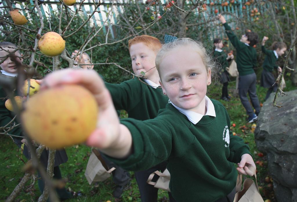 The kids were excited to get picking the apples in the orchard