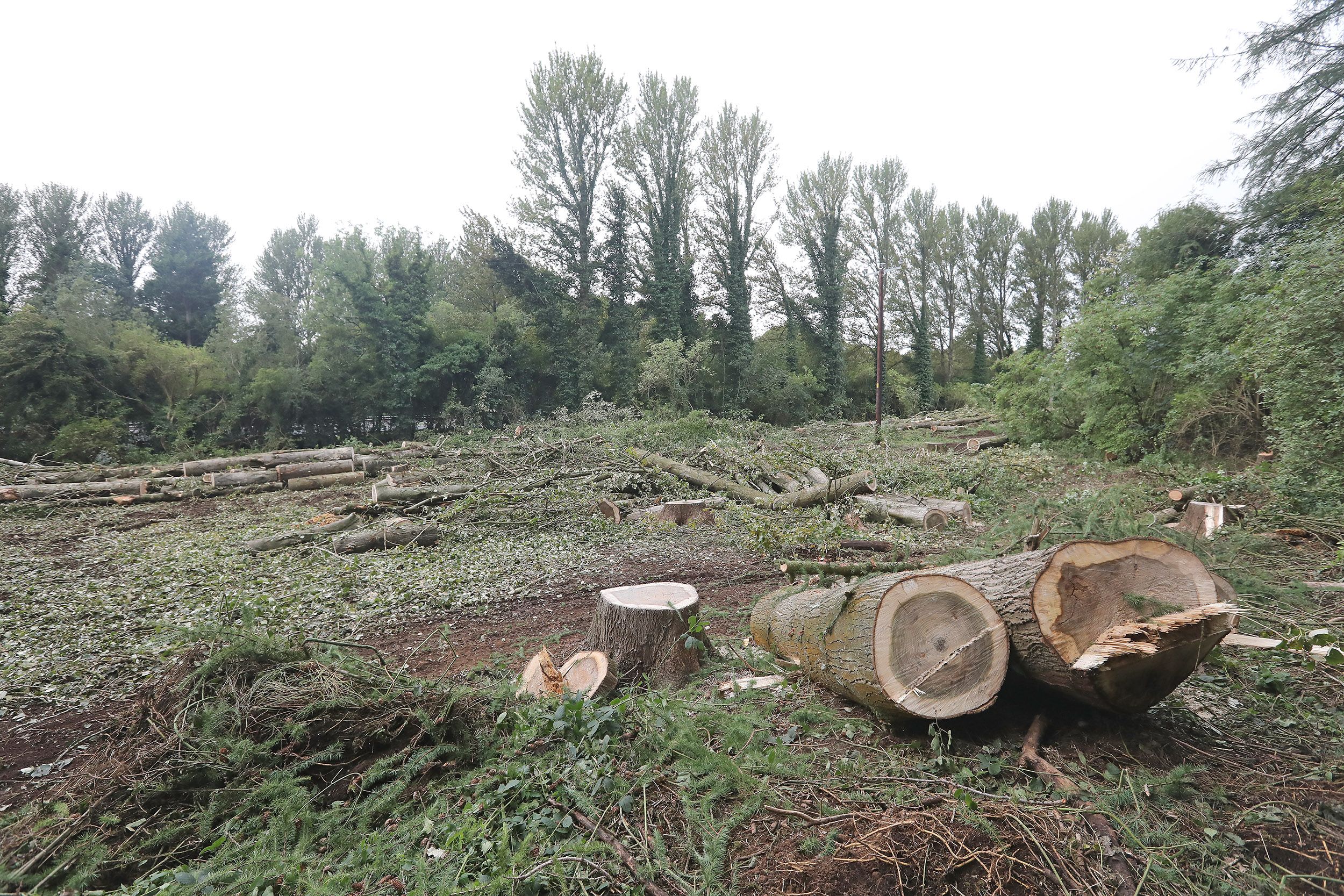GONE: A large area of forestry has been cleared