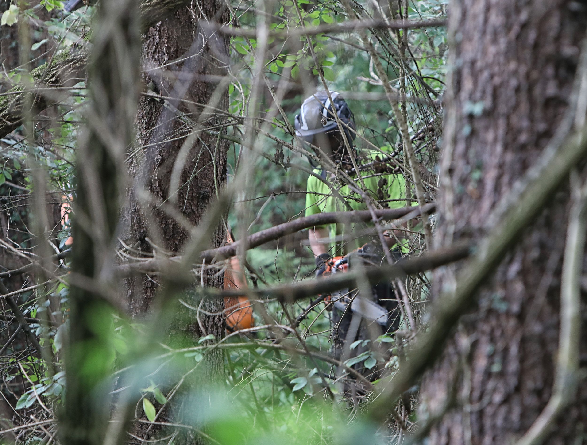 ONGOING: Workers continued to cut down trees at the site