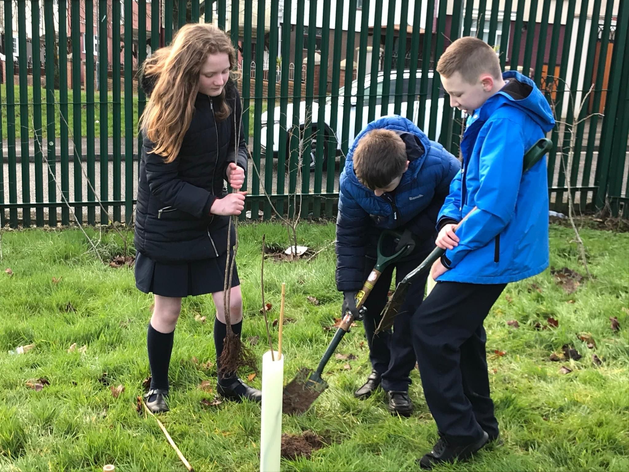 Pupils have began planting sapling's across the west
