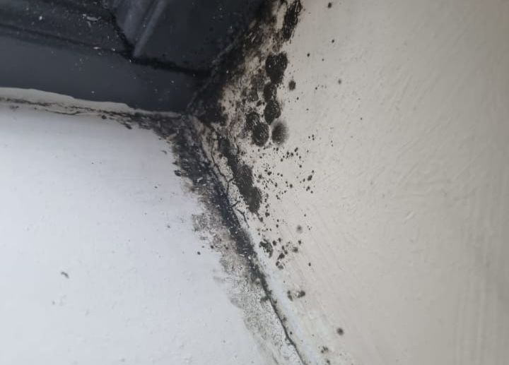 MOULD: Black mould in the apartment