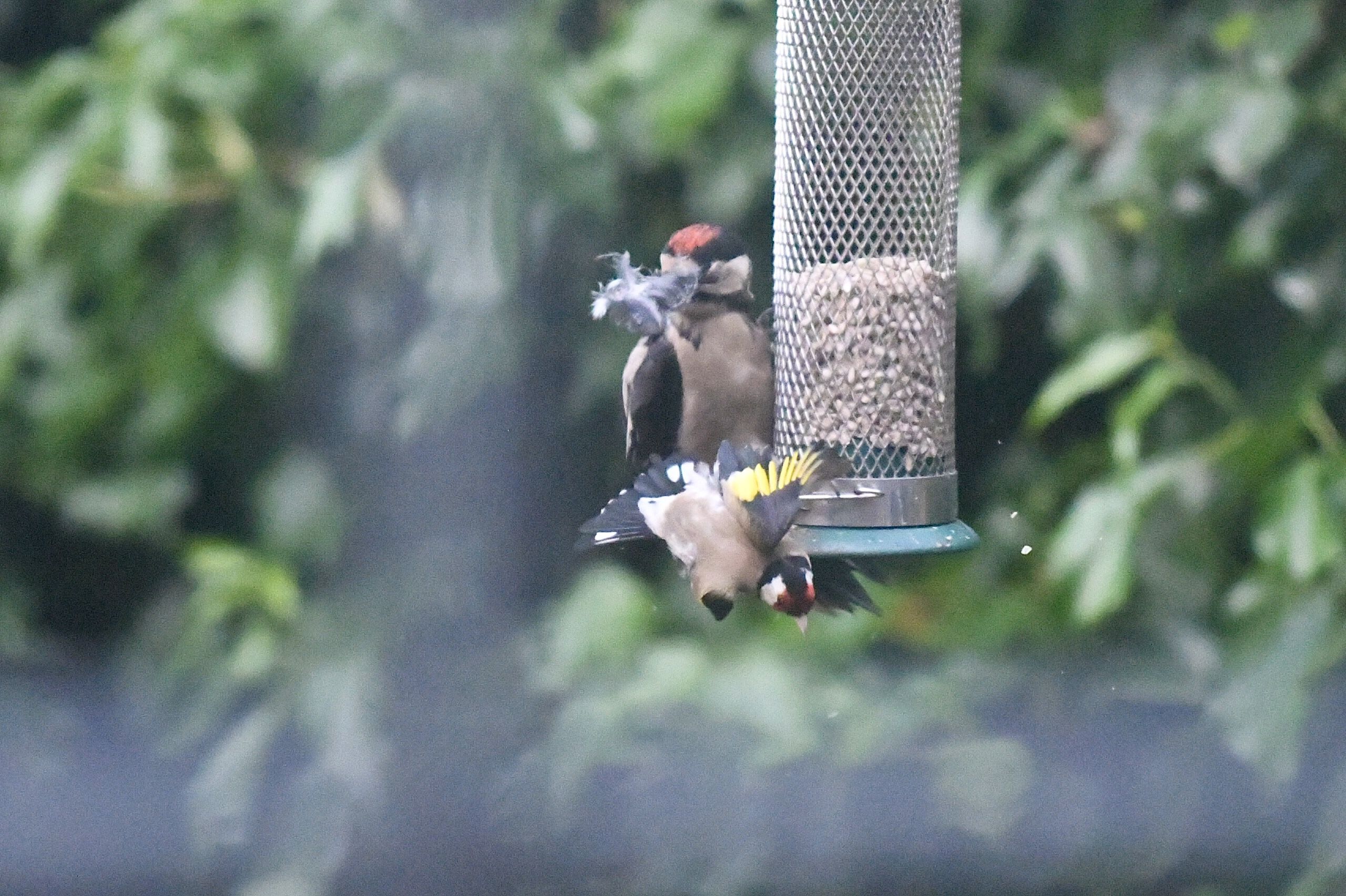 NATURE IN THE RAW: The stricken goldfinch flees leaving its wing in the woodpecker's beak