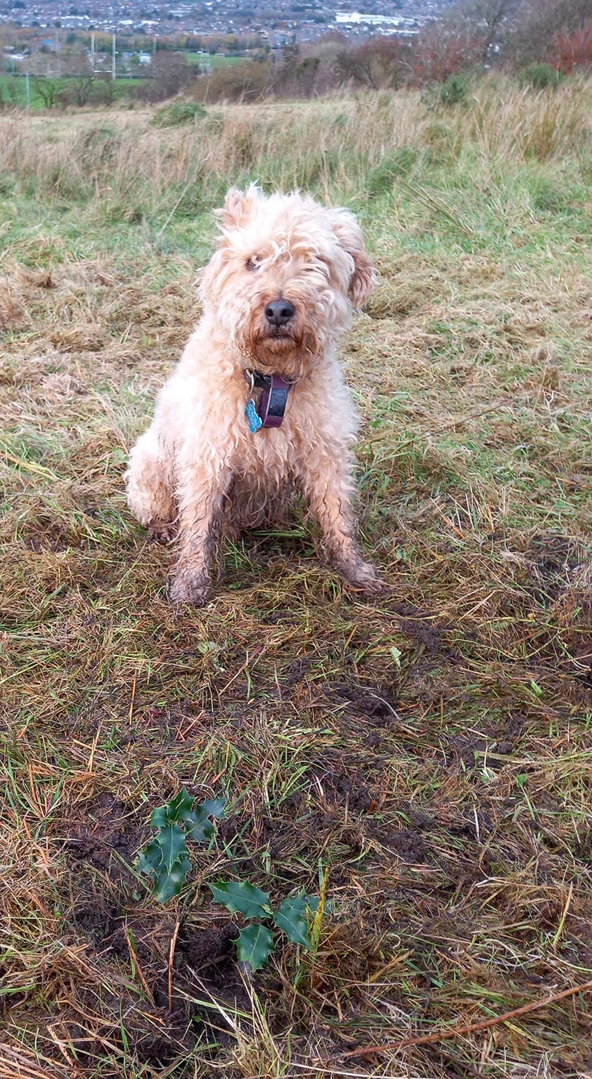 A STAKE IN THE FUTURE: Mac the terrier and Dúlra’s Black Mountain holly sapling