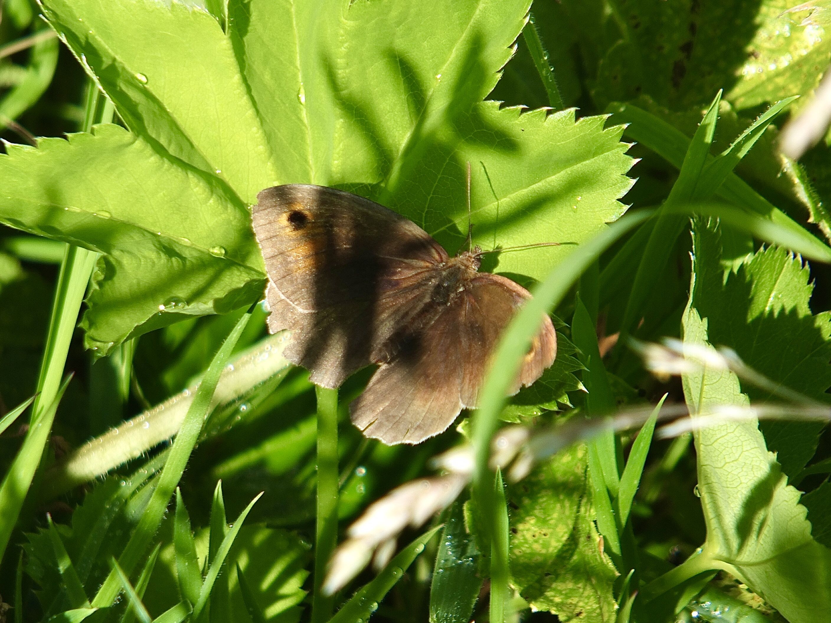 UNDISTURBED: A meadowbrown butterfly bathes in the sunshine