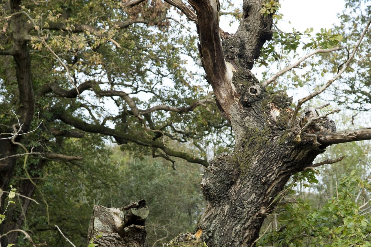 TREE: The oak has witnessed the growth of Belfast over 500 years