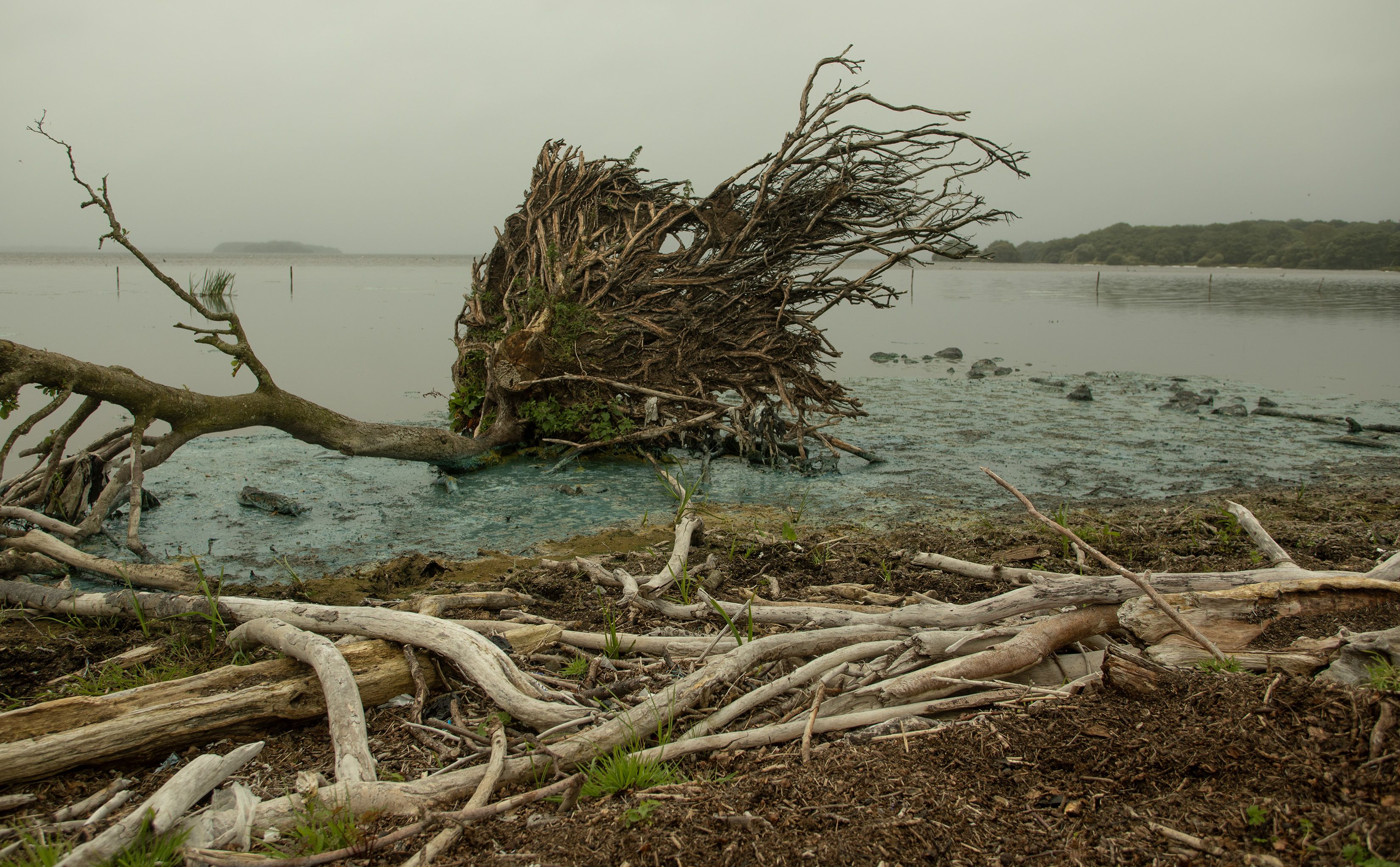 POISONOUS: The algae is deadly to animals and humans and is already linked to the deaths of numerous dogs who have swam and drank from the water