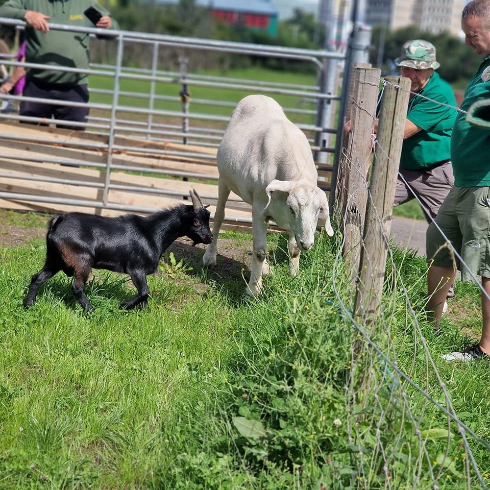 Community asked to pick names for St James' Farm's new goats