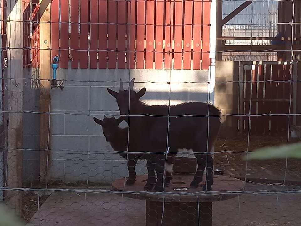 GOATS: Both goats have yet to be given a name and the community have been asked for their suggestions SILLY BILLIES: Both goats have yet to be given a name and the community have been asked for their suggestions