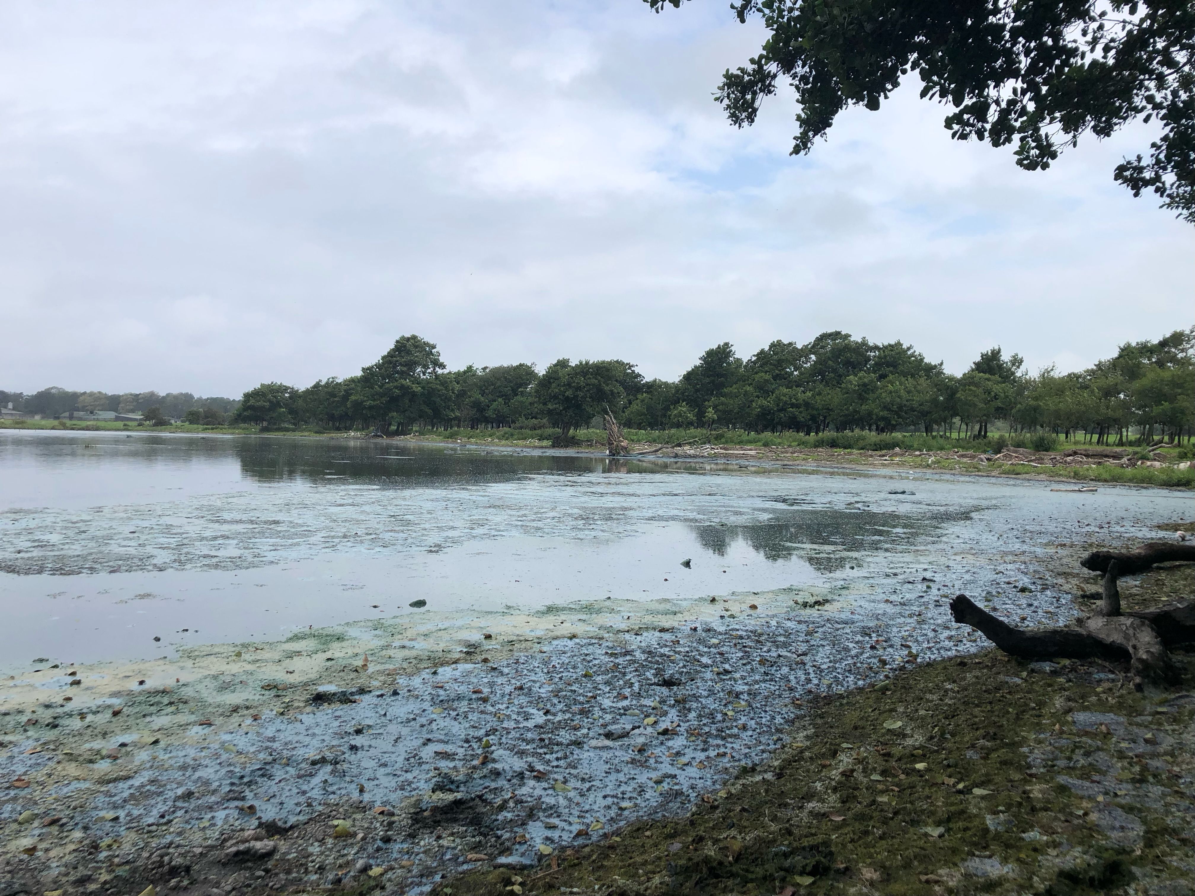 LOUGH NEAGH: Blue-green algae has covered the shores of the Lough