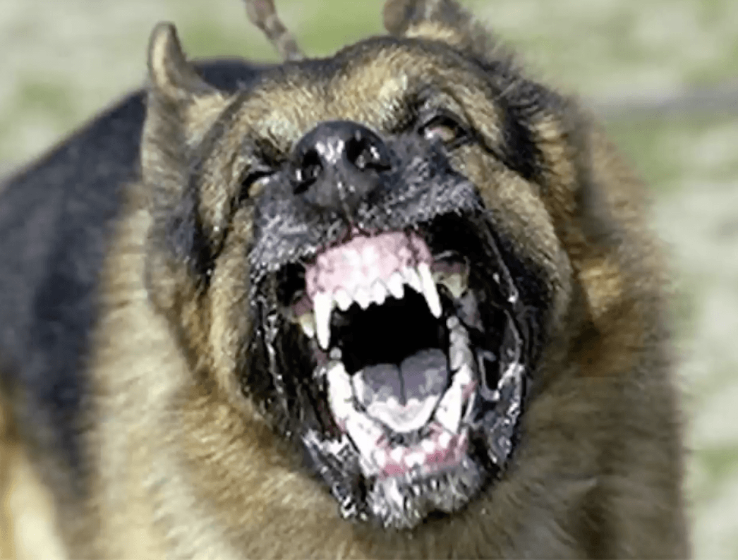 PARK LIFE: No, your leashless dog is not a sweetie