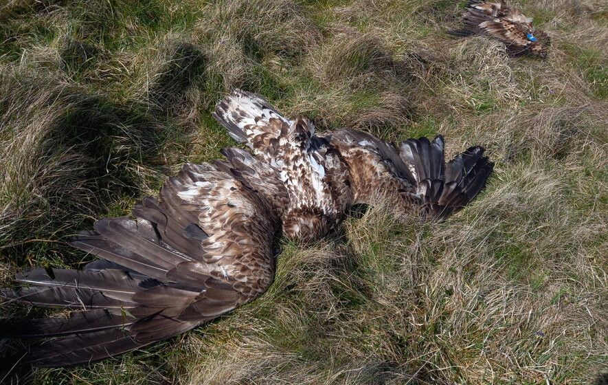TRAGEDY: The white-tailed eagles poisoned near Larne