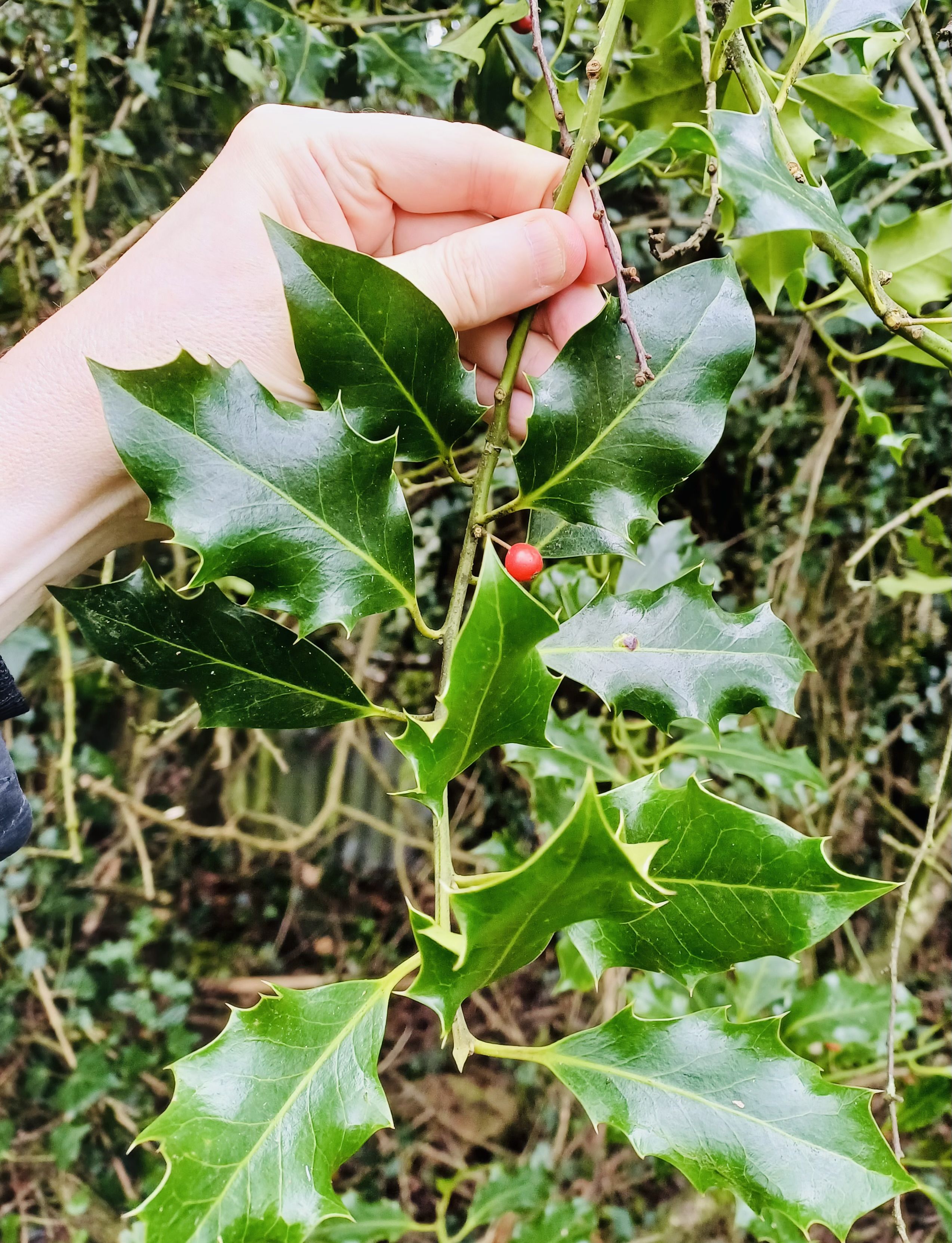 Bright red berry on the holly