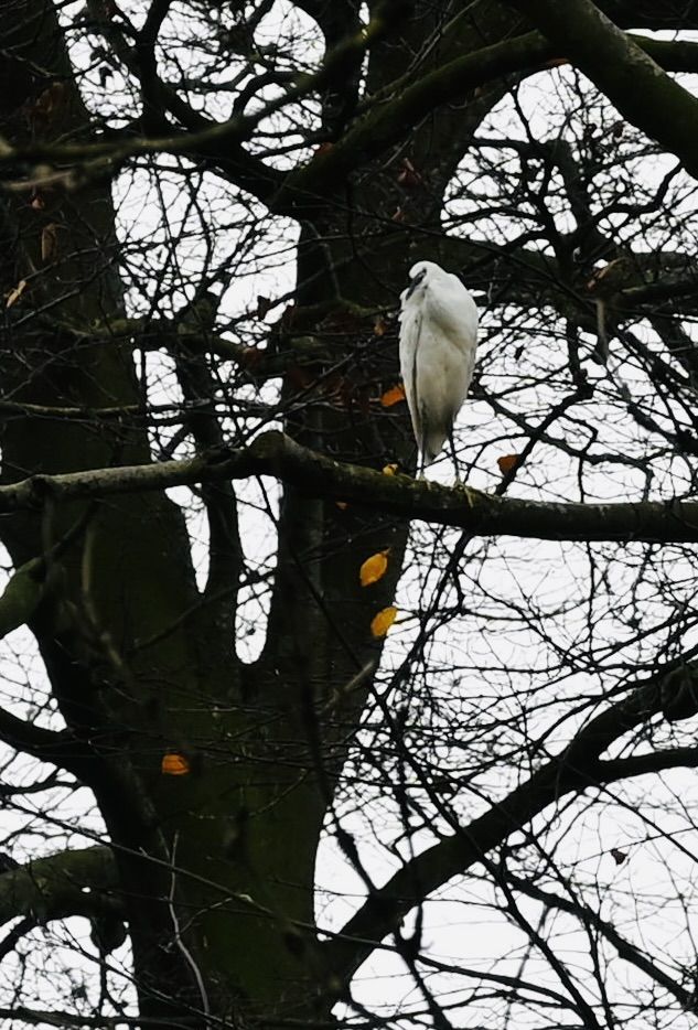 WELCOME SIGHT: The little egret is a hugely important marker of success