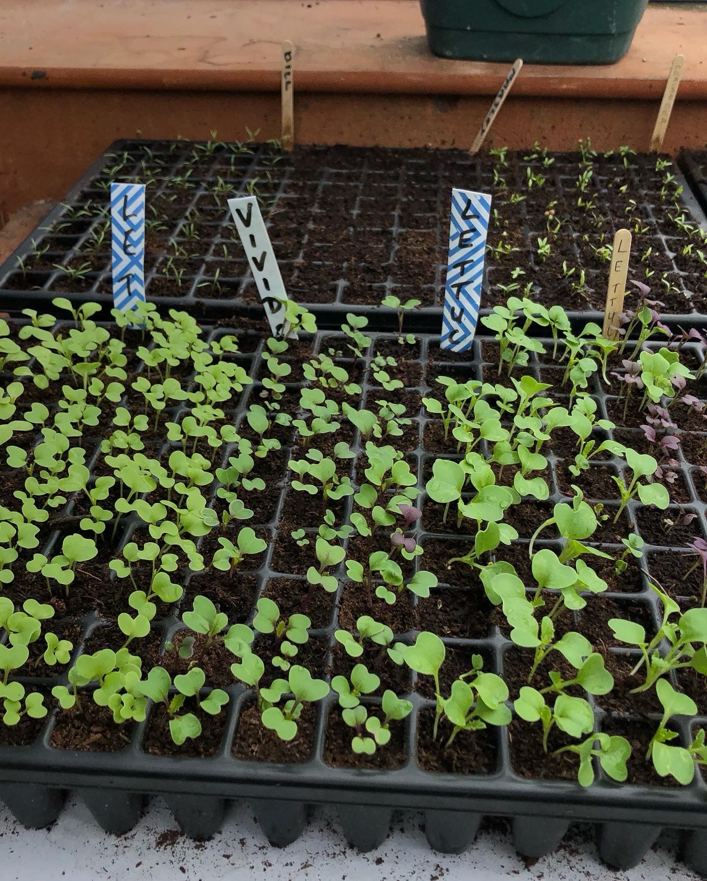 SEEDLINGS