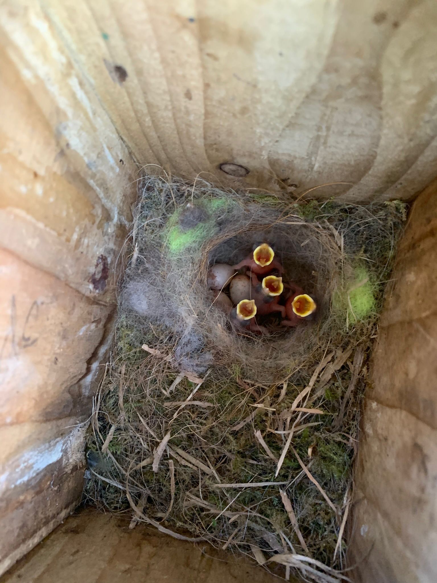 THRIVING: Great tit chicks in one of Geordie's nest boxes