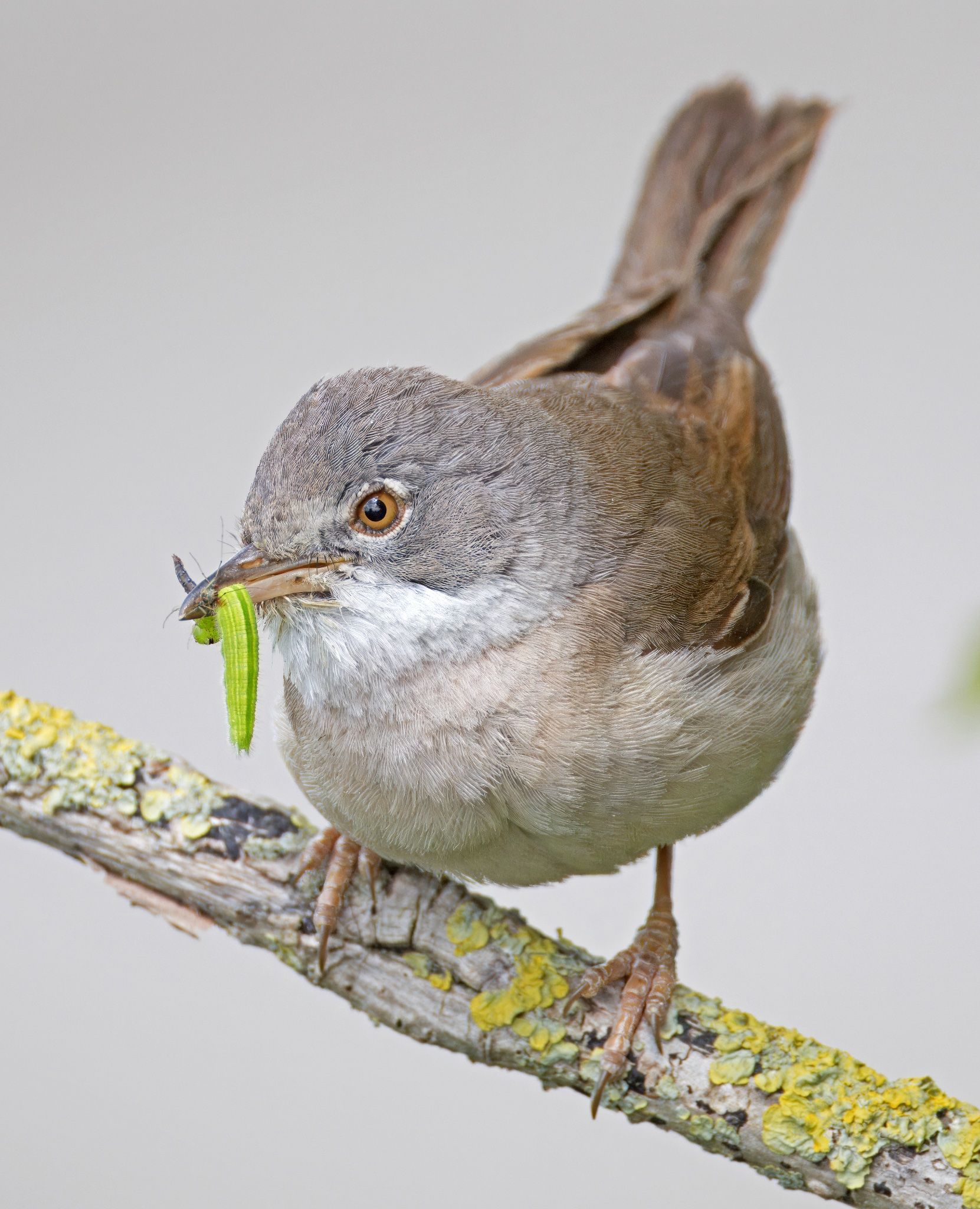 SUCCESS: Dúlra's patience was rewarded by the arrival of a whitethroat