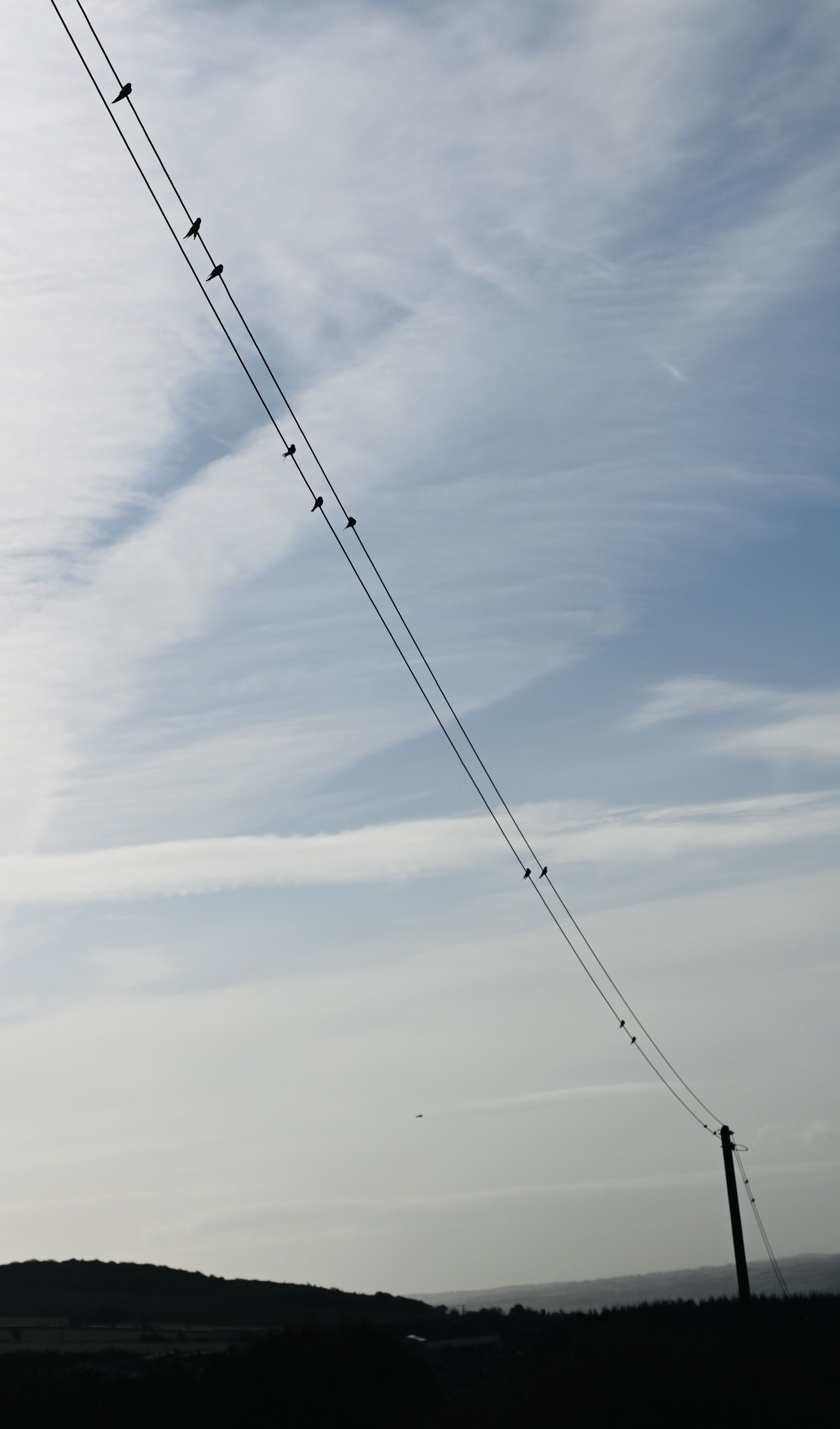 PARTING IS SUCH SWEET SORROW: Swallows gather in Hannahstown before their arduous journey to Africa