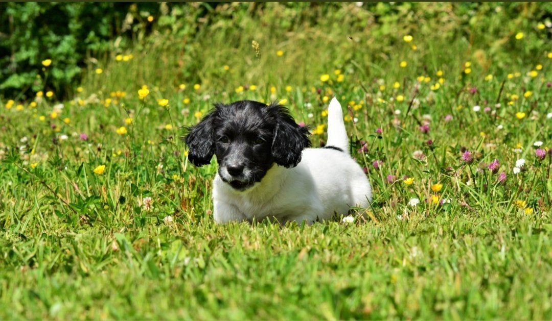 JUST A PUP: Tyto's owl training started very early