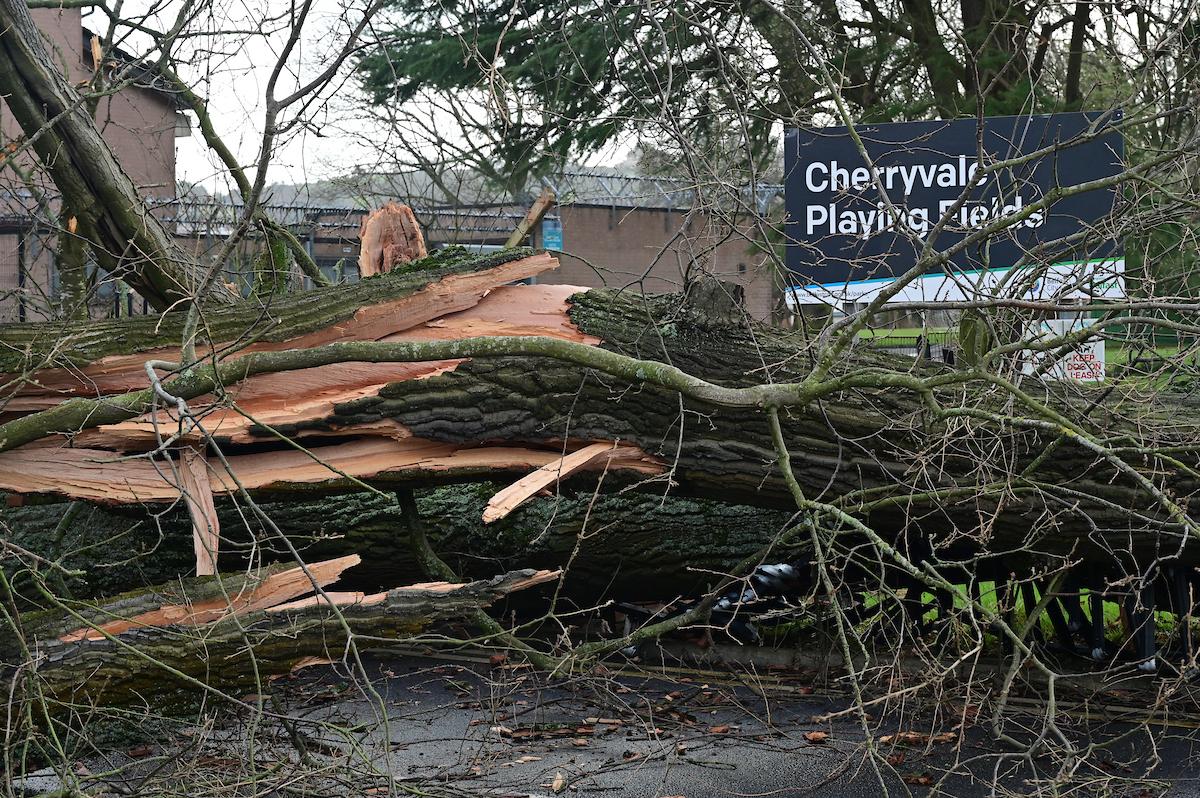 Fallen trees at the entrance of Cherryvale Playing Fields in South Belfast