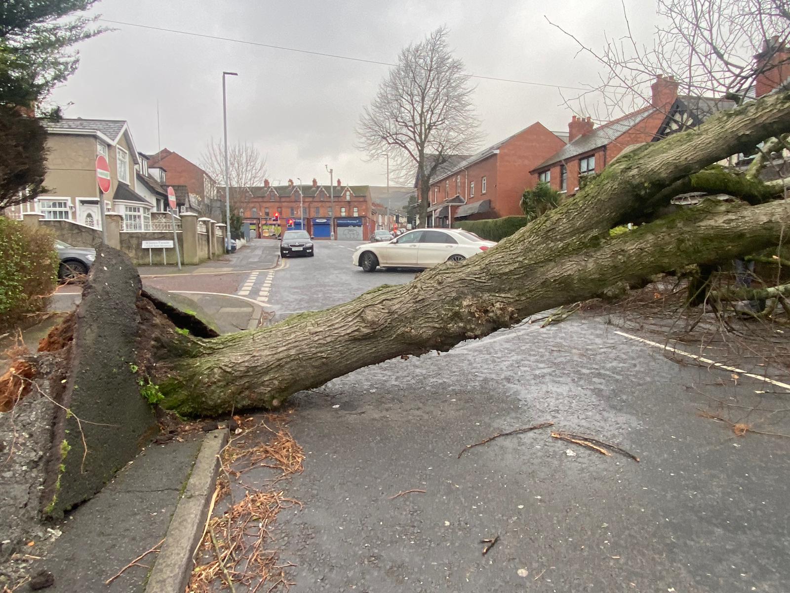 STORM CHAOS: A fallen tree blocks Donegall Road near Falls junction