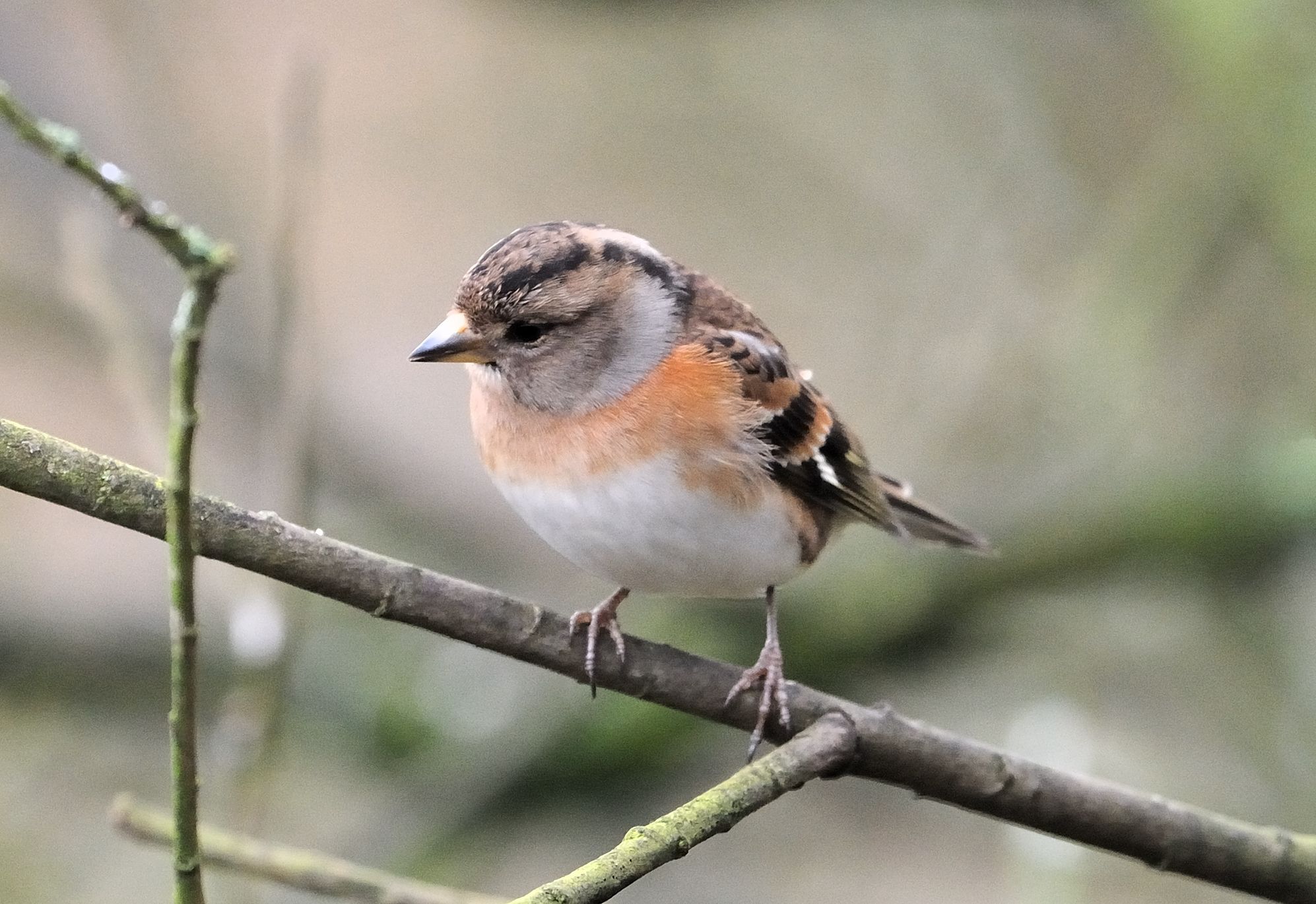 The beautiful brambling
