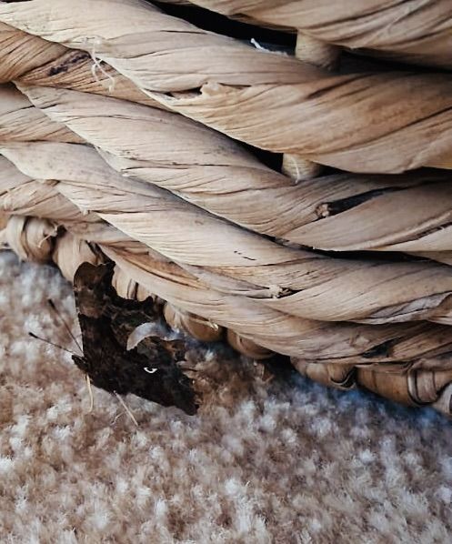 COMMA CHAMELEON: The comma butterfly is staging a comeback in Ireland