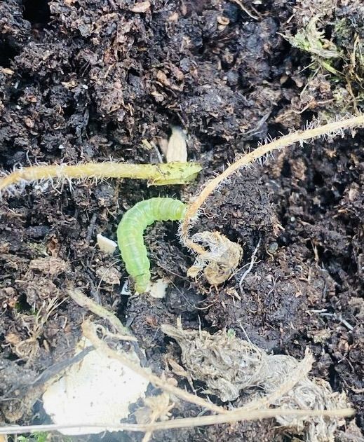 UPS AND DOWNS: An oak tortrix moth caterpillar feasted on a reader’s flowers