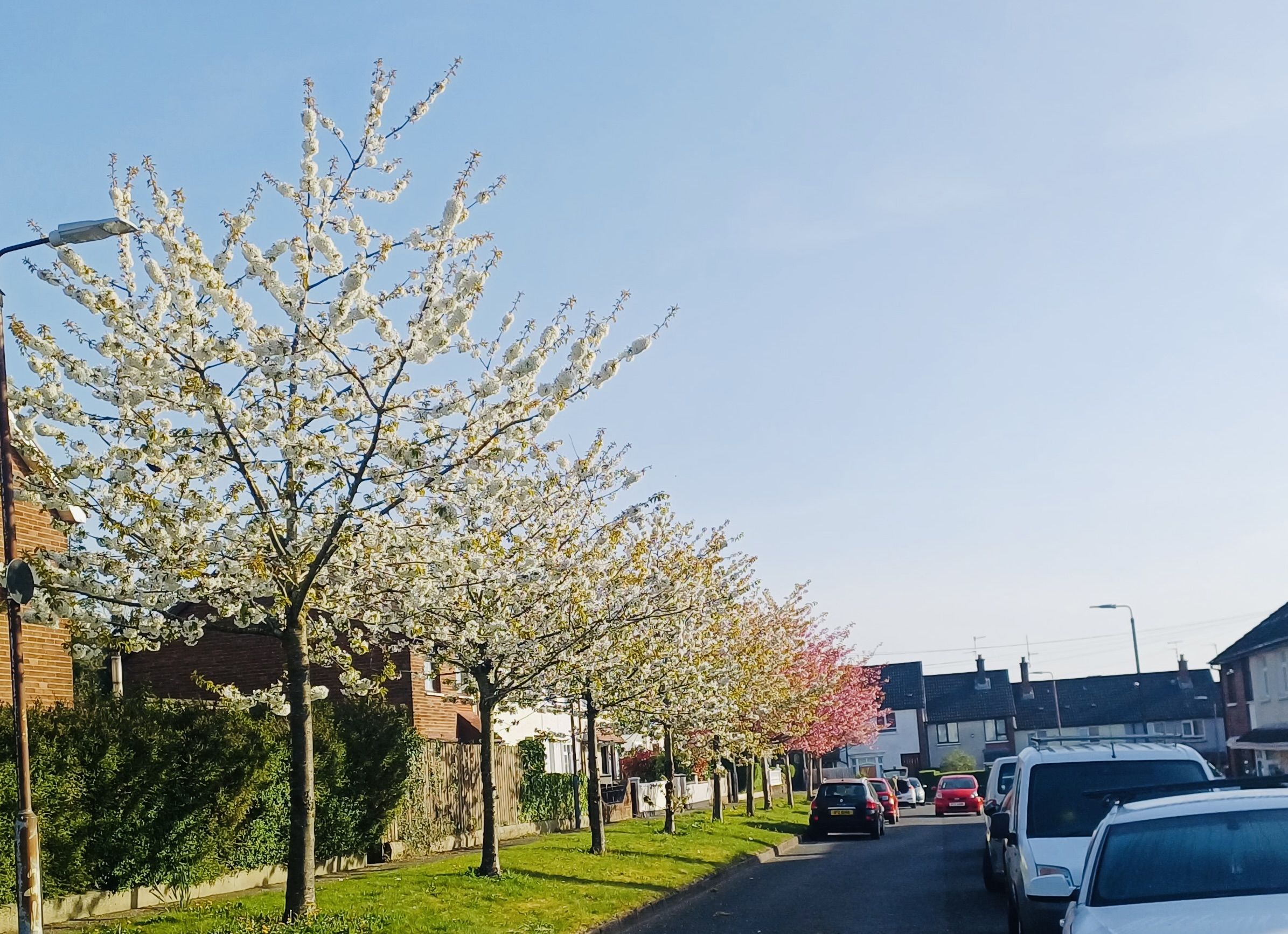 The lovely Ramoan cherry trees