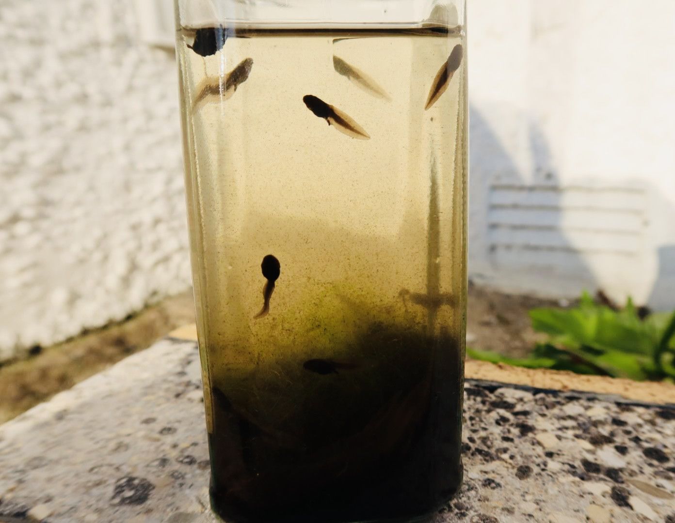 The tadpoles in the jar