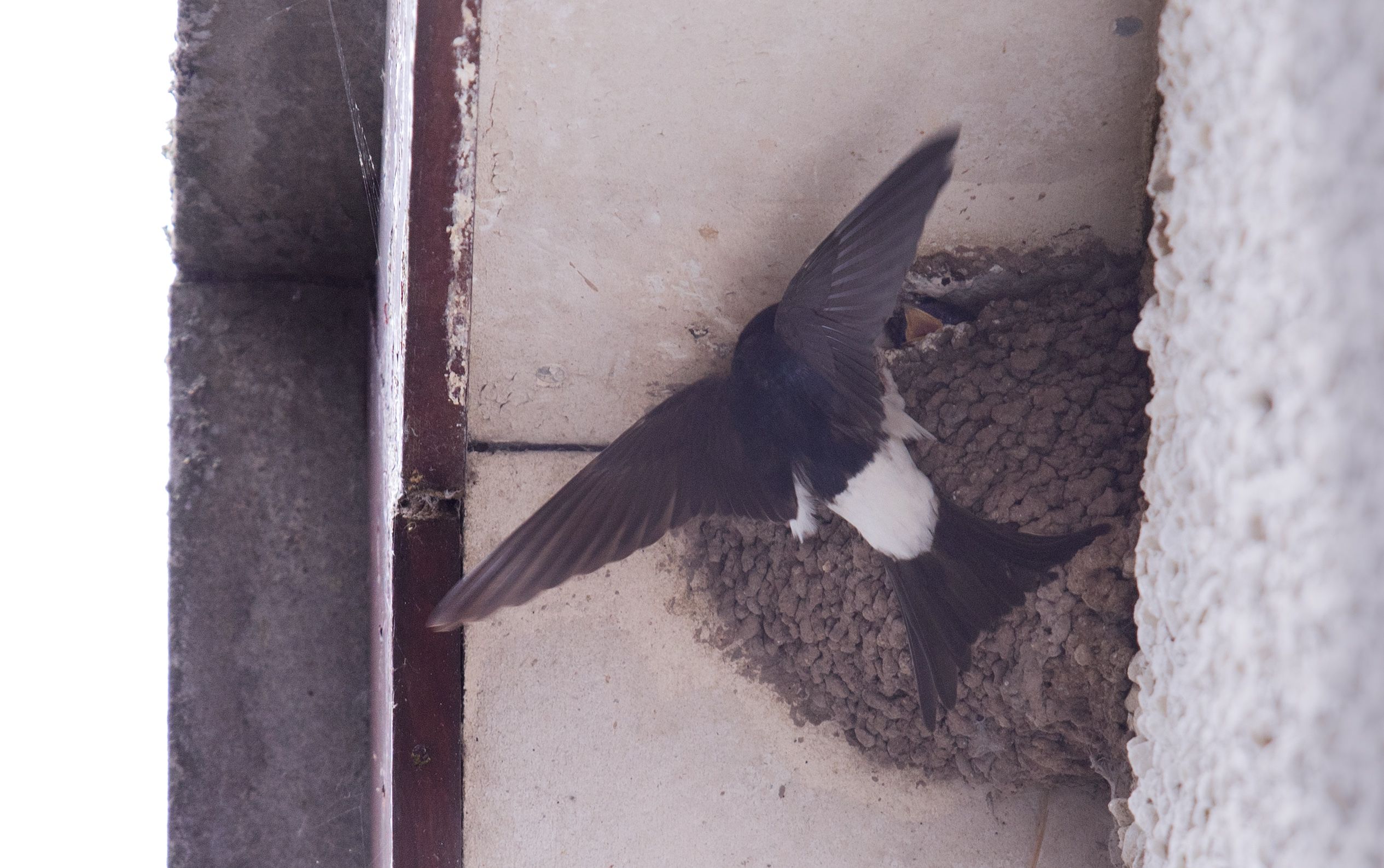 DEMANDING: The rapidly growing fledglings take a lot of feeding as they prepare to leave the nest