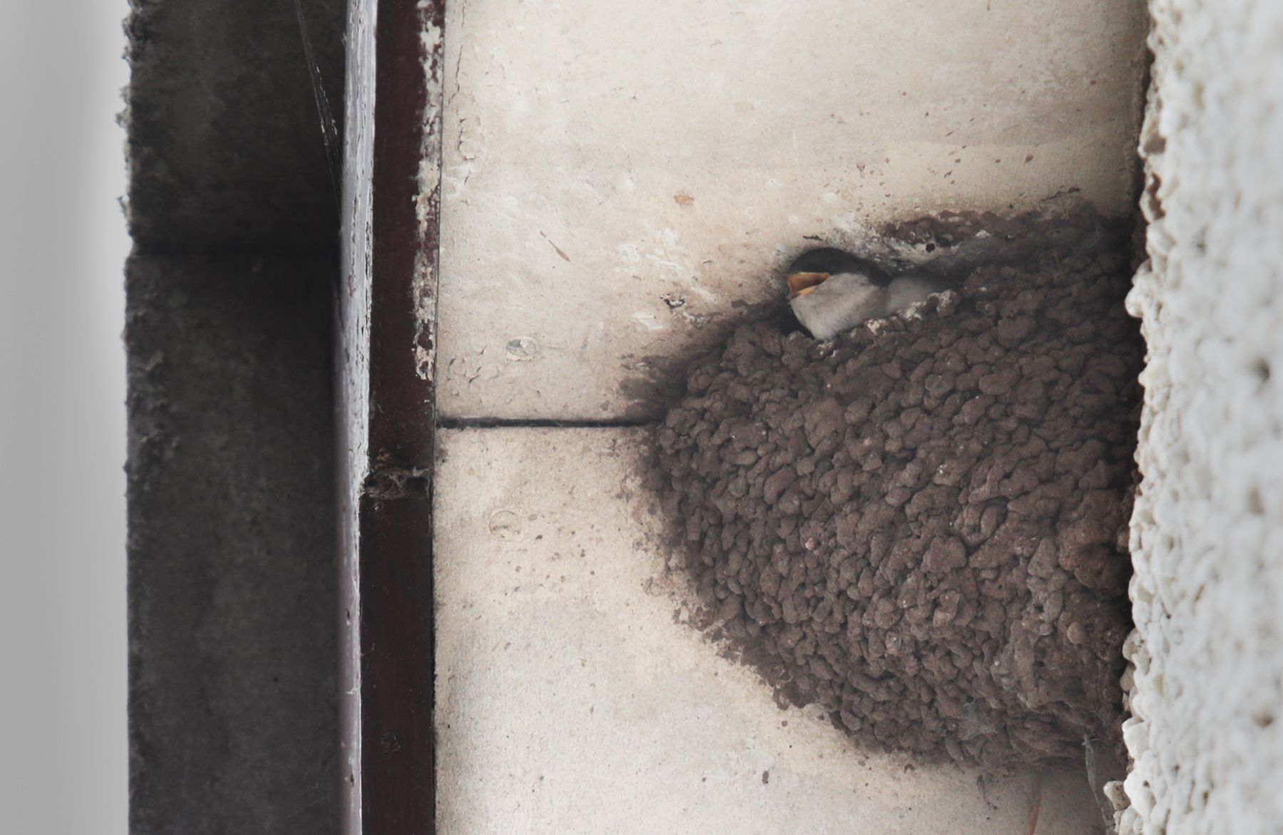 HOME DESIGNS: Each little dimple on the nest represents a house martin-sized mouthful of wet mud