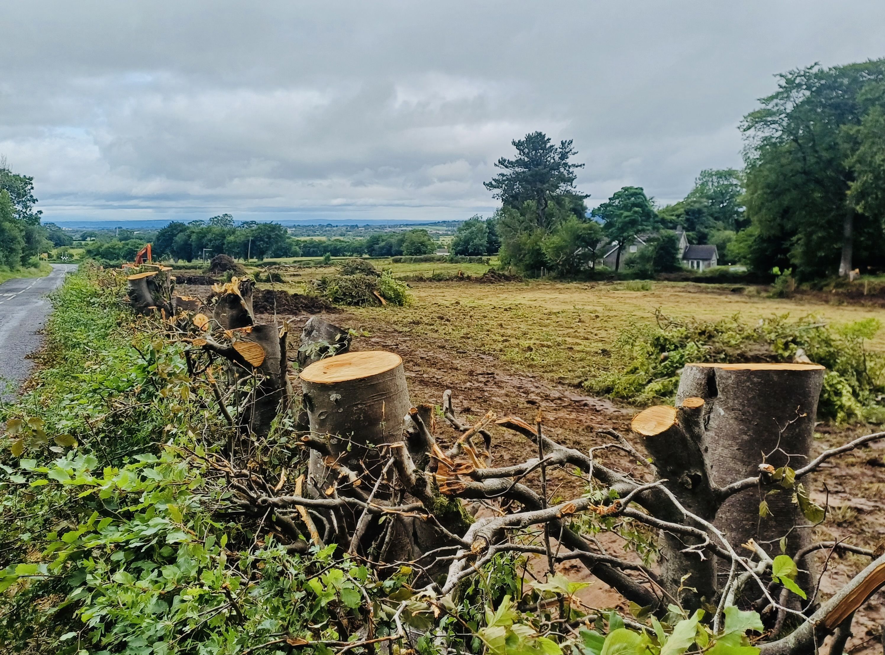 HERE WE GO AGAIN: Another depressing view of another hedgerow being destroyed