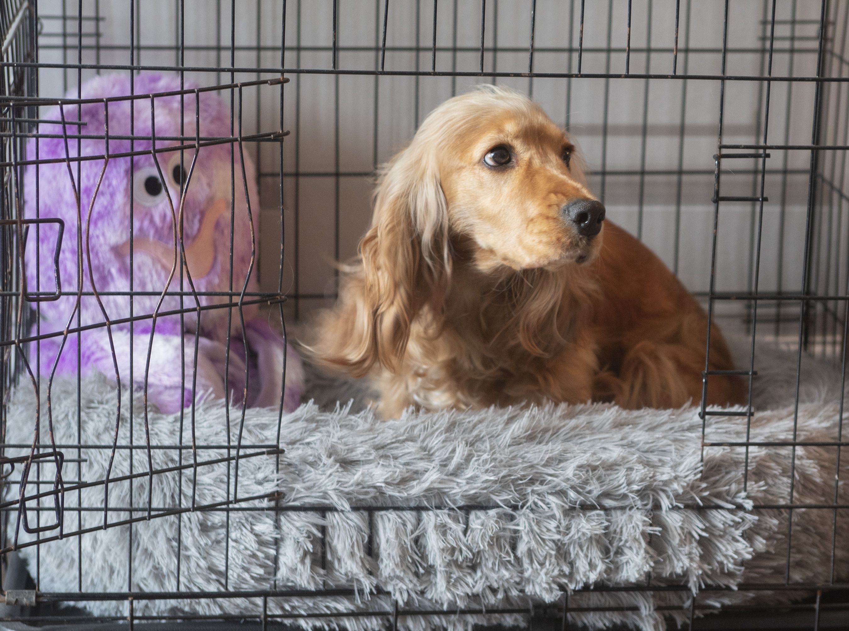 West Belfast cocker spaniel flying the flag for Antrim in Nose of Tralee