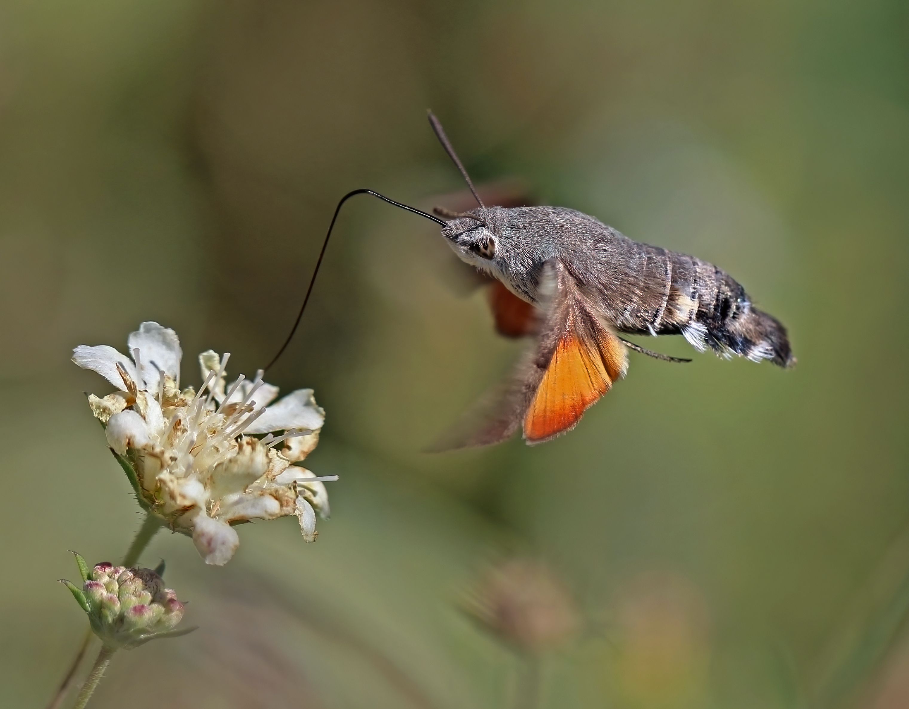 STRIKING: The hummingbird hawk moth