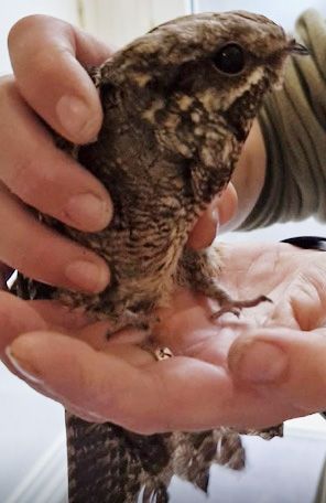 SPECIAL: The nightjar in Debbie’s hands