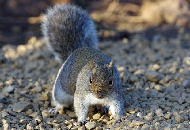 Grey squirrel – Photo by Gillian Day