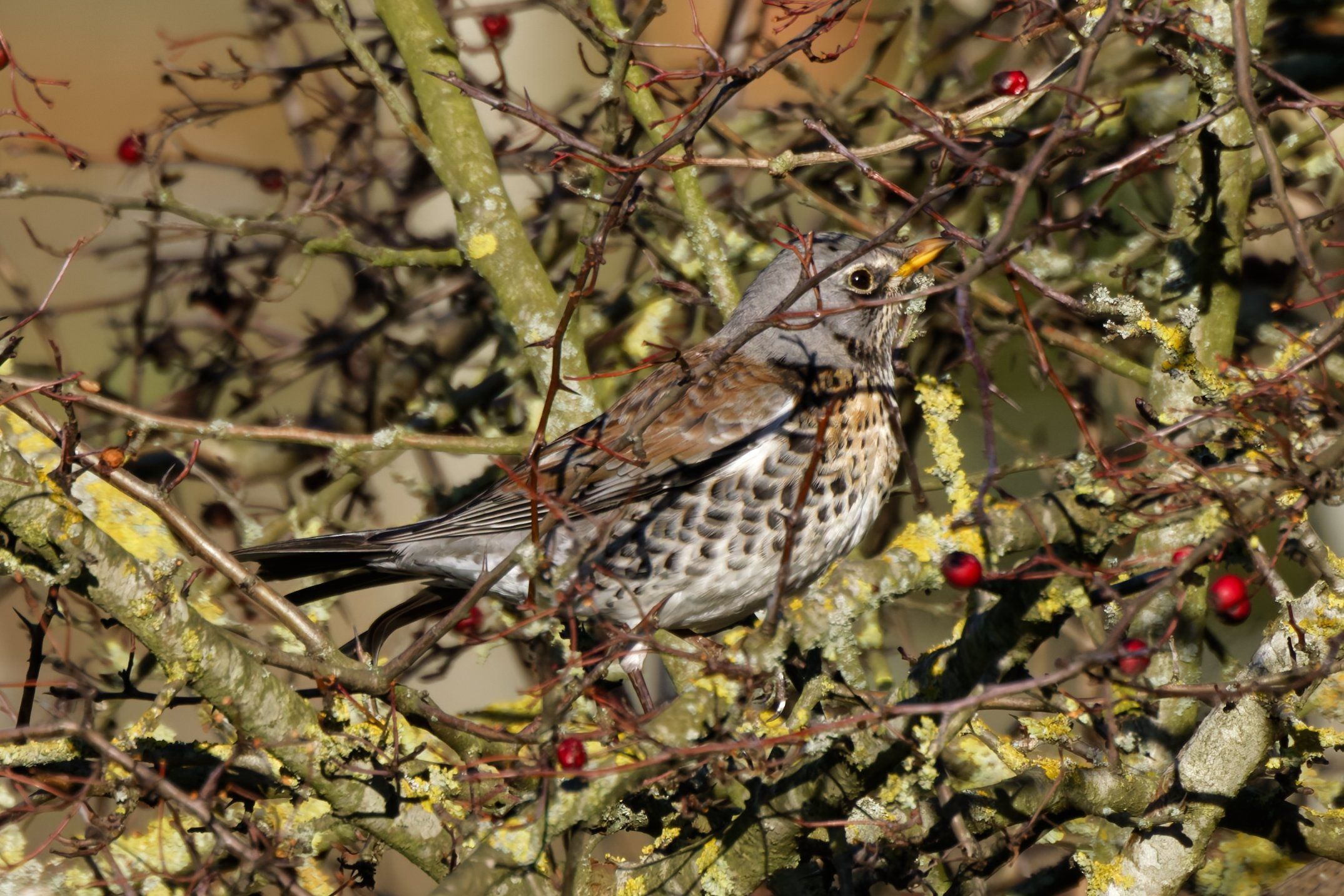 AN APPLE A DAY: The fieldfares have arrived in County Antrim in numbers from Scandinavia