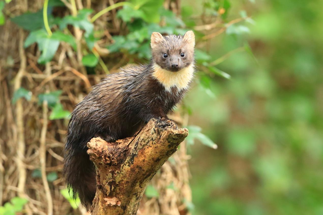 Pine marten – Photo by Ronald Surgenor