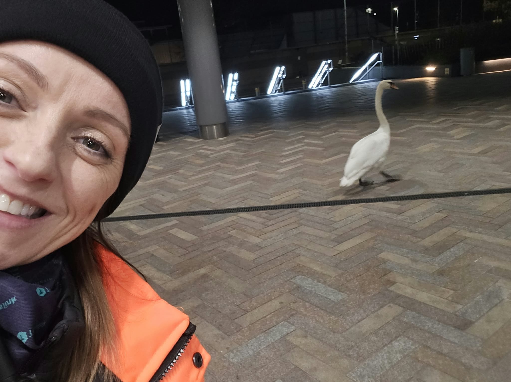 Bláithín spots one of the swans