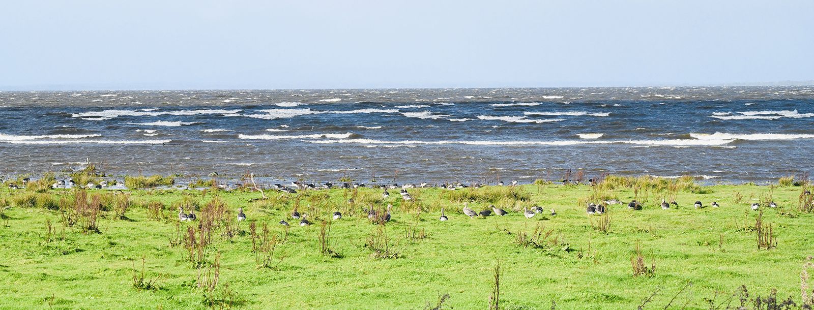 crashing, white-topped waves roll in towards overwintering greylag geese freshly arrived from Iceland