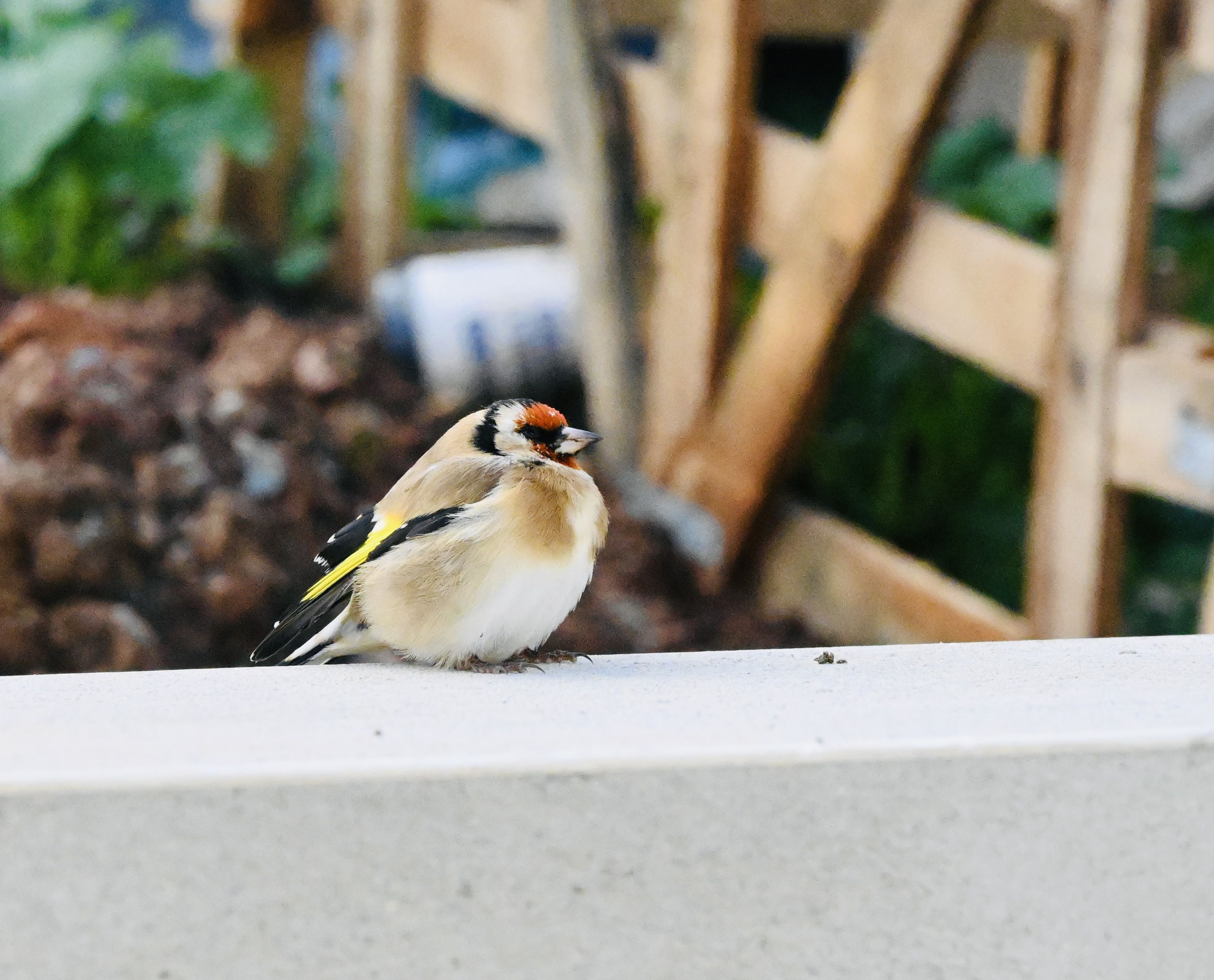 The sick goldfinch