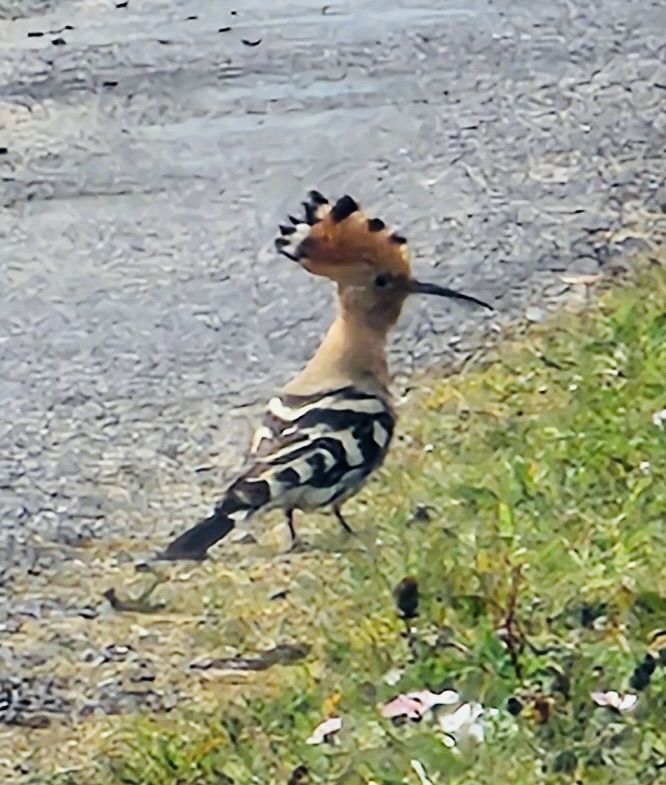 The hoopoe