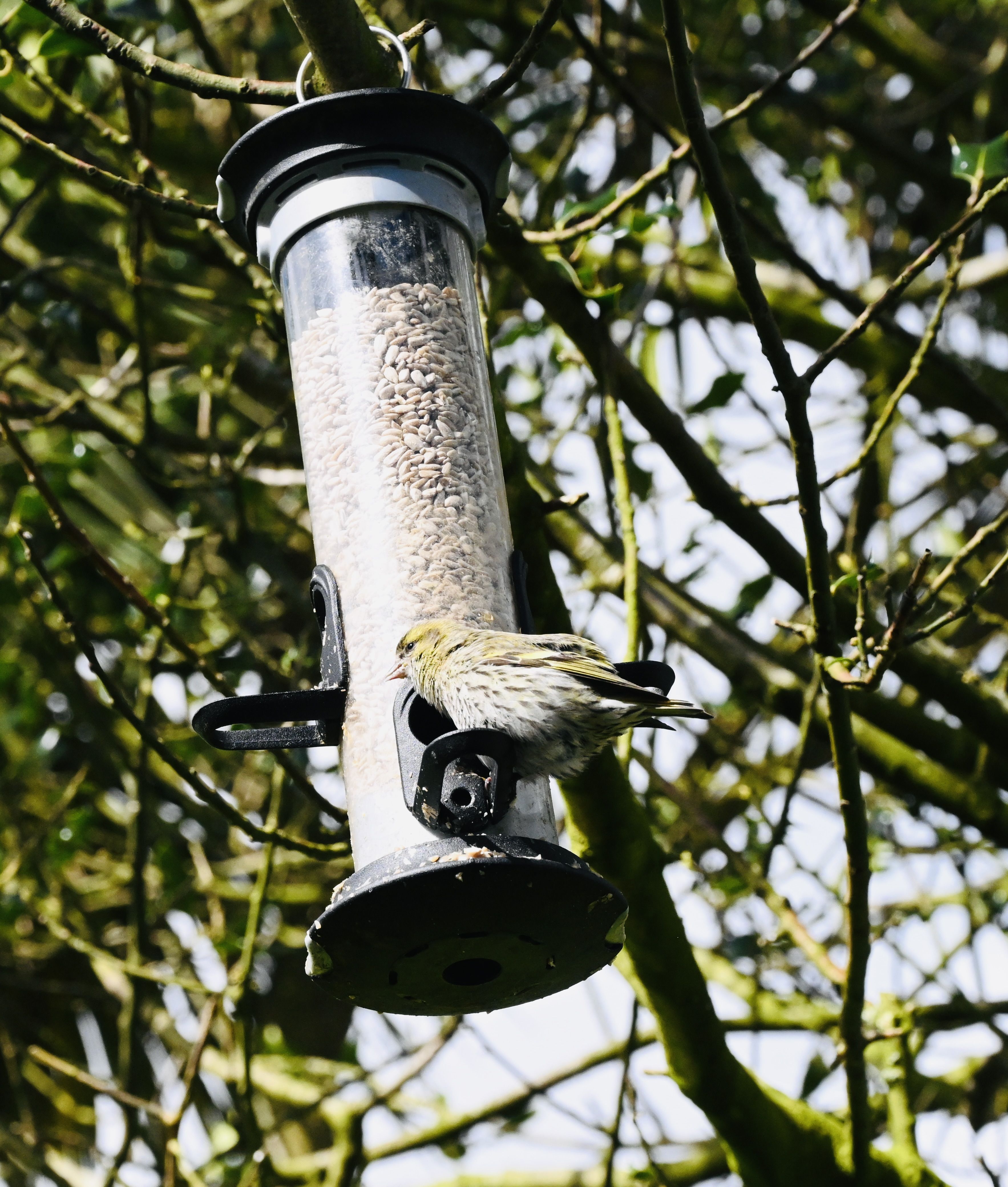 BAD OUTLOOK: This siskin is unlikely to survive for much longer