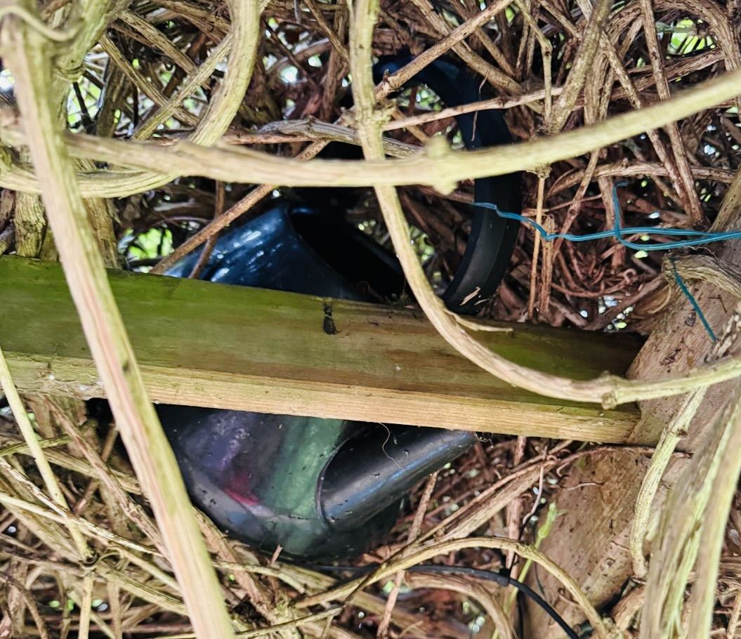 HOME HACK: An old teapot can be the perfect nest for a robin