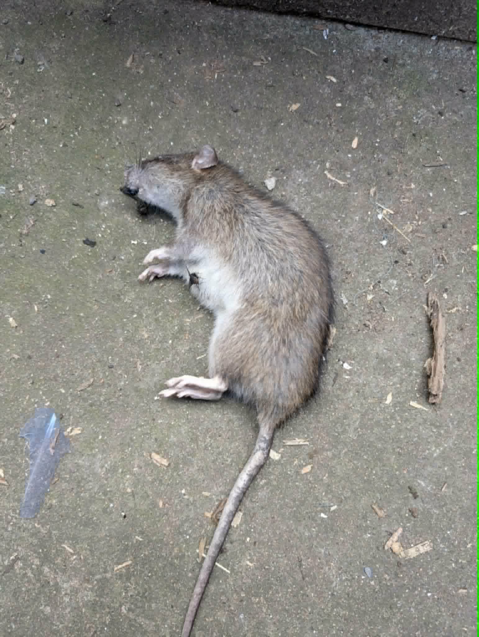 One of the rats that has been caught